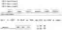 Fig. 01 - METHOD AND APPARATUS FOR THE COMPACT REPRESENTATION OF BIOINFORMATICS DATA USING MULTIPLE GENOMIC DESCRIPTORS