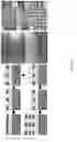 Fig. 43 - Josephson junction circuits for single-photon optoelectronic neurons and synapses
