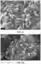 Fig. 11 - Layered high capacity electrodes