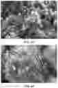 Fig. 12 - Layered high capacity electrodes