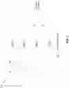 Fig. 08 - Phase tracking reference signal port or configuration sharing across multiple physical downlink channels of multiple transmit receive points