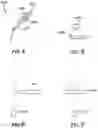 Fig. 06 - Multipurpose imaging and display system