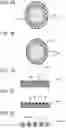Fig. 10 - Transducer and method for manufacturing same