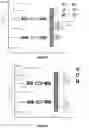 Fig. 04 - Synchronization signals in 5G