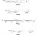 Fig. 09 - METHOD AND APPARATUS FOR DYNAMIC MEDIA ACCESS CONTROL IN A MULTIPLE ACCESS SYSTEM