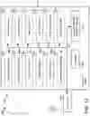 Fig. 13 - Downlink data transmission in RRC inactive mode
