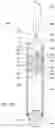 Fig. 04 - Lamp base adapter design for baseless lamps