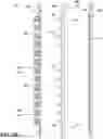 Fig. 10 - Heat sink assemblies for transient cooling