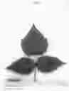 Fig. 04 - Raspberry plant named 'Plapink 1004'