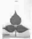 Fig. 05 - Raspberry plant named 'Plapink 1004'