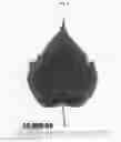 Fig. 06 - Raspberry plant named 'Plapink 1004'