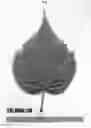 Fig. 07 - Raspberry plant named 'Plapink 1004'