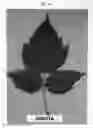 Fig. 16 - Raspberry plant named 'Plapink 1004'