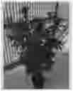 Fig. 01 - Cannabis plant named 'Midnight'