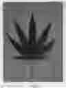 Fig. 03 - Cannabis plant named 'Midnight'