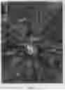 Fig. 04 - Cannabis plant named 'Midnight'