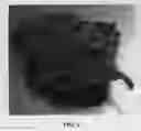 Fig. 05 - Cannabis plant named 'Midnight'