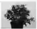 Fig. 01 - Phlox plant named 'IFPHLFRS'