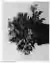 Fig. 02 - Phlox plant named 'IFPHLFRS'