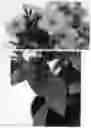 Fig. 03 - Phlox plant named 'IFPHLFRS'