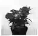 Fig. 01 - Phlox plant named 'IFPHLFM'