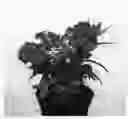 Fig. 02 - Phlox plant named 'IFPHLFM'