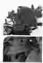 Fig. 03 - Phlox plant named 'IFPHLFM'
