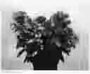 Fig. 01 - Phlox plant named 'IFPHLFC'