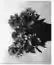Fig. 02 - Phlox plant named 'IFPHLFC'