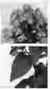 Fig. 03 - Phlox plant named 'IFPHLFC'