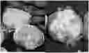 Fig. 01 - LETTUCE VARIETY 'WESTMINSTER'