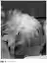 Fig. 02 - LETTUCE VARIETY 'WESTMINSTER'