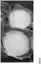 Fig. 03 - LETTUCE VARIETY 'WESTMINSTER'