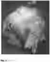 Fig. 05 - LETTUCE VARIETY 'WESTMINSTER'