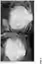 Fig. 06 - LETTUCE VARIETY 'WESTMINSTER'