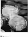 Fig. 09 - LETTUCE VARIETY 'WESTMINSTER'
