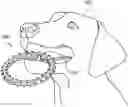 Fig. 01 - Animal Dental Care Device and Method