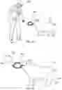Fig. 06 - Animal Dental Care Device and Method