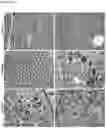 Fig. 04 - Rat models for CMT2A that develop a progressive neuropathy