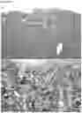 Fig. 07 - Rat models for CMT2A that develop a progressive neuropathy