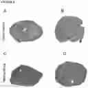 Fig. 09 - Rat models for CMT2A that develop a progressive neuropathy