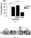 Fig. 03 - Method for alleviating phenotype of degenerative disease model by using low-dose radiation