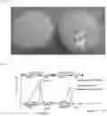 Fig. 02 - Tofu with improved quality and manufacturing method thereof