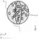 Fig. 02 - ADVANCED ENCAPSULATION PROCESS FOR CONTROLLED RELEASE OF ACTIVE INGREDIENTS FROM A CHEWING GUM