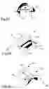 Fig. 05 - Clasp for jewelry item