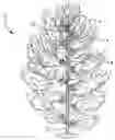 Fig. 01 - SELF-SHAPING ARTIFICIAL CHRISTMAS TREE WITH MOLDED POLYMER BRANCHES AND LEAF TIPS WITH MEMORY WIRE STEMS