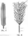 Fig. 07 - SELF-SHAPING ARTIFICIAL CHRISTMAS TREE WITH MOLDED POLYMER BRANCHES AND LEAF TIPS WITH MEMORY WIRE STEMS