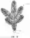 Fig. 09 - SELF-SHAPING ARTIFICIAL CHRISTMAS TREE WITH MOLDED POLYMER BRANCHES AND LEAF TIPS WITH MEMORY WIRE STEMS