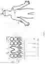 Fig. 03 - Nanomaterial epidermal sensors