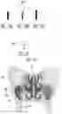 Fig. 22 - MAXILLARY SINUS PUNCTURE APPARATUS